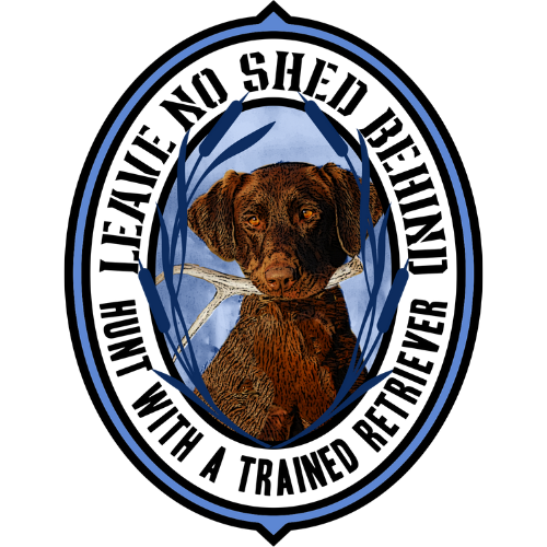 Chocolate Labrador Decal in Color (Shed Series)